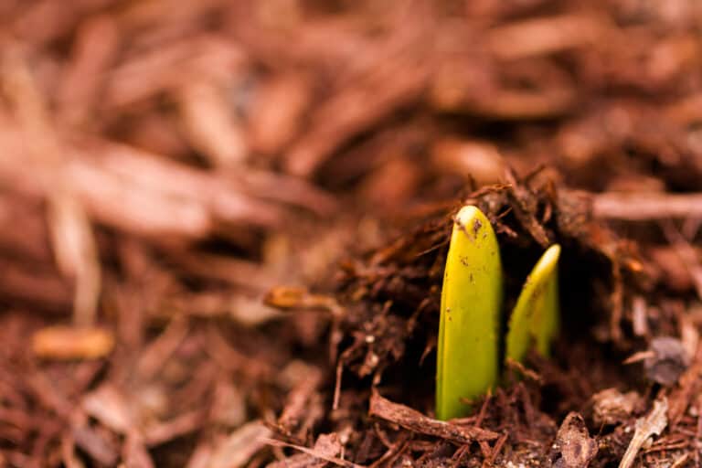 Fresh mulch surrounds a new daffodil shoot as it emerges in the spring. Consulting with Mulch Wizards ensures that your garden will survive the harsh winter.