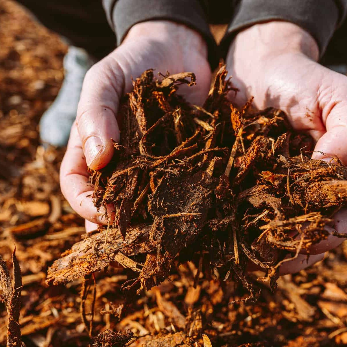 man holding pile of wood chip mulch recycled, shredded tree bark and leftovers
