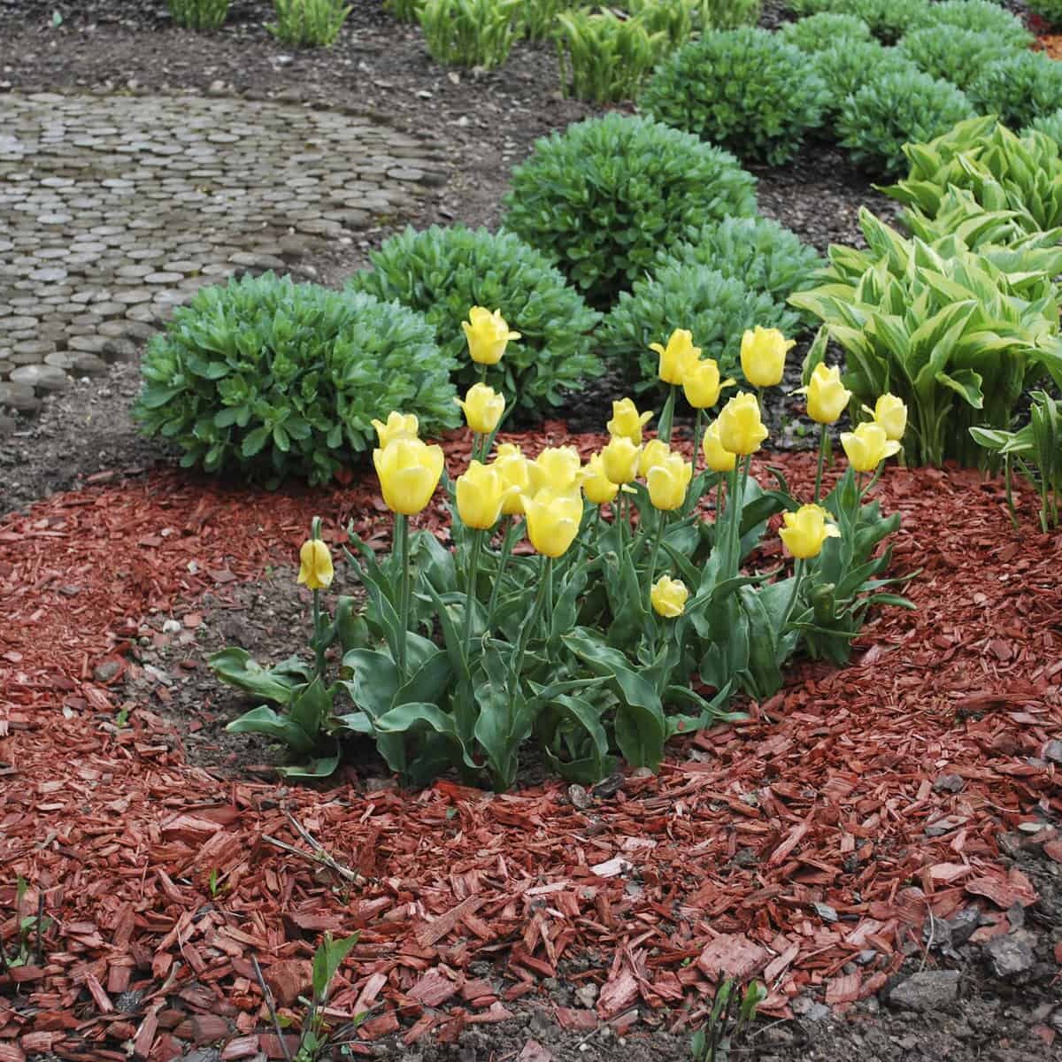 Yellow and red tulips, Sedum telephium 'Herbstfreude', Hosta sieboldiana on the flowerbed, sprinkler with red dyed mulch. Ornamental plants for landscaping.